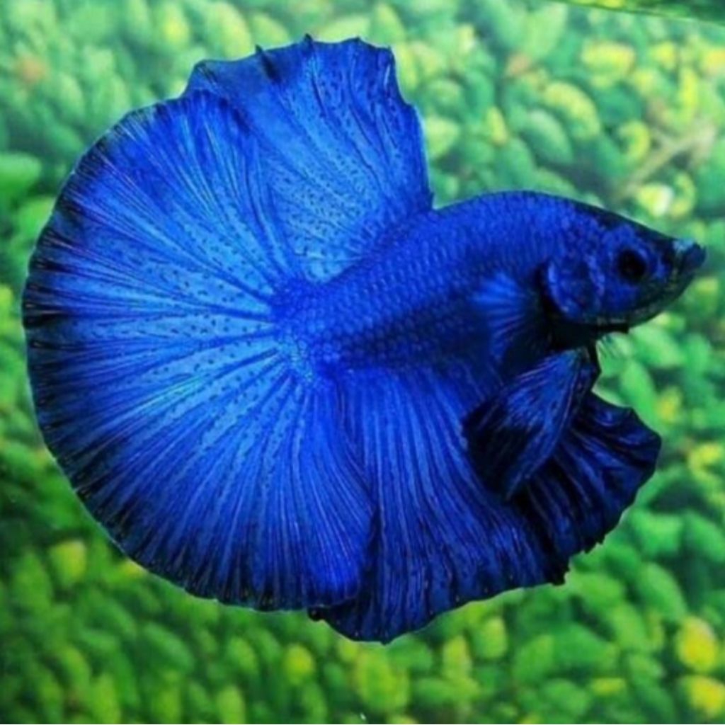 

(GARANSI 100%) stiker ikan cupang halfmoon biru solid ekor lebar size m++/L