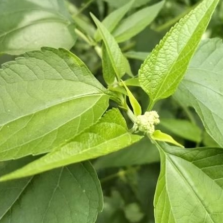 

Daun Kirinyuh kopasanda Segar 500gram