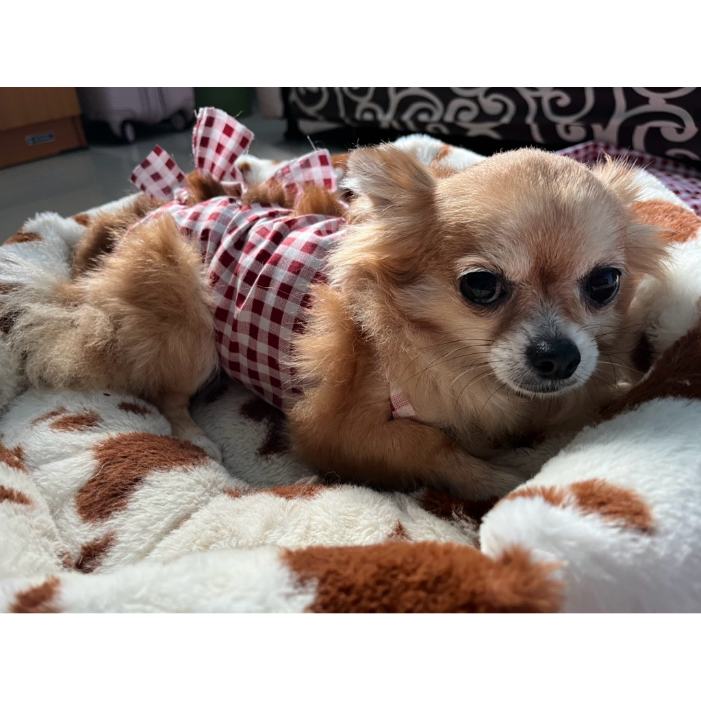 Baju Operasi kucing Anjing / Baku Post Operasi Anjing Kucing / Gurita Kucing dan Anjing / Baju Steri