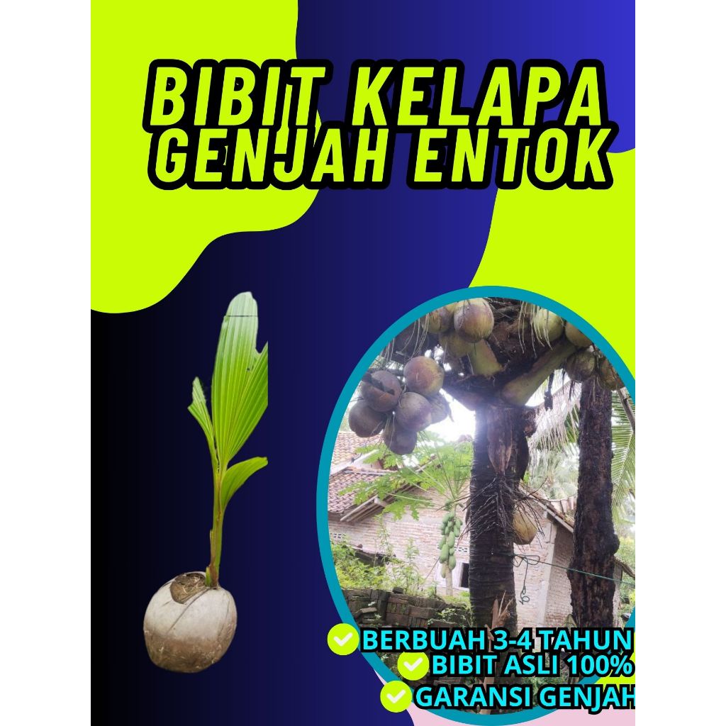 SUDAH DIKUPAS  Bibit Buah Kelapa Genjah Hibrida F1