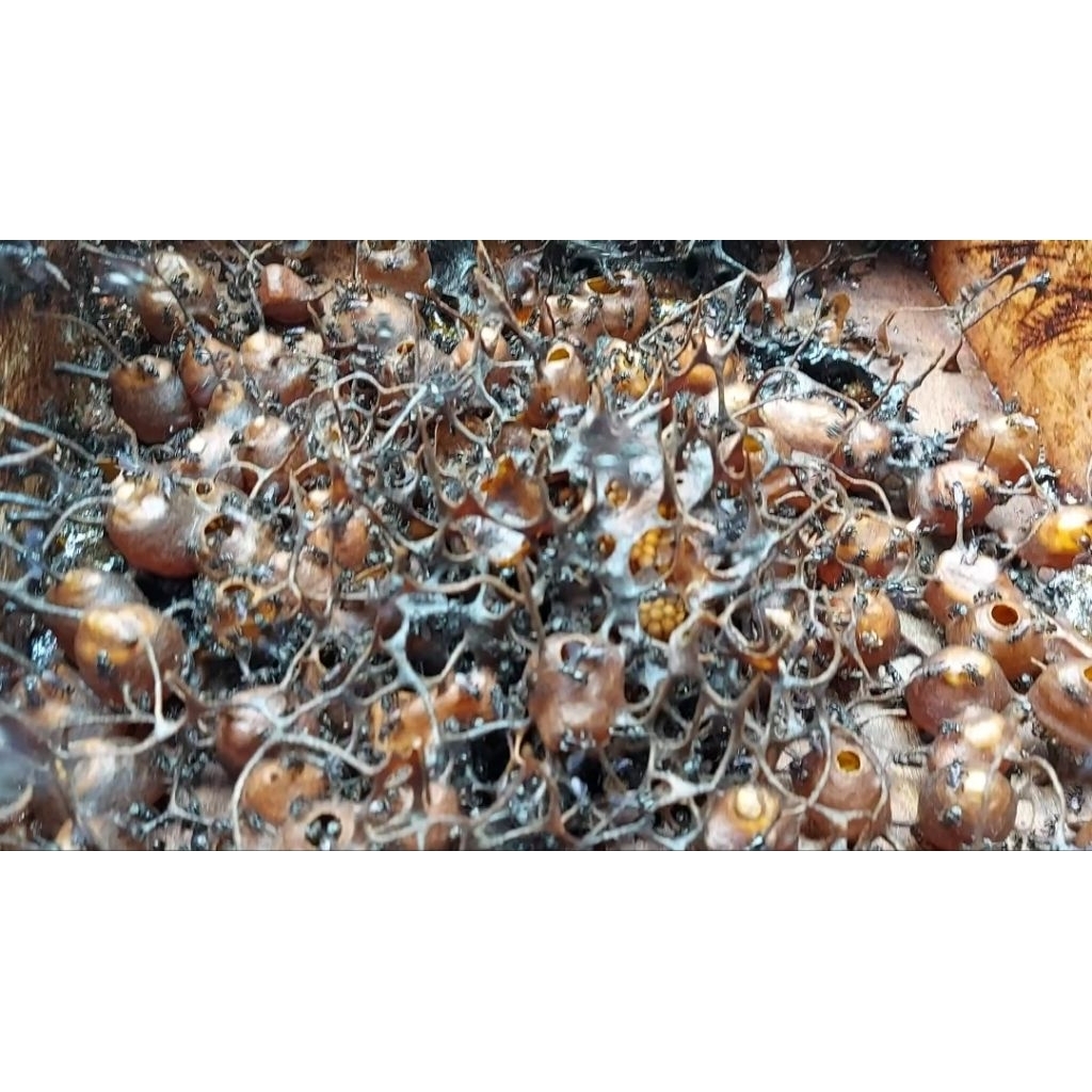 Koloni Trigona Itama Lengkap, Sudah Mulai Ada Kantung Madunya