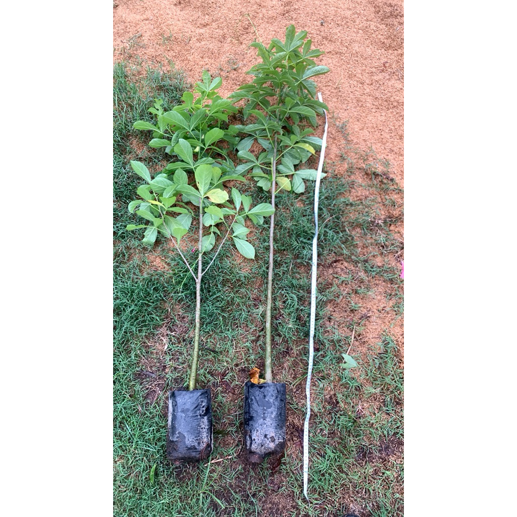 Bibit Pohon Baobab/Kaki Gajah 150-160 cm