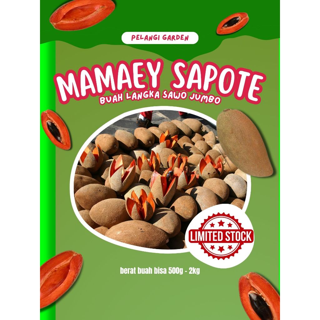 

TER-ENAK !! Buah Sawo Jumbo Alano, Buah Sawo Jumbo Cm 19