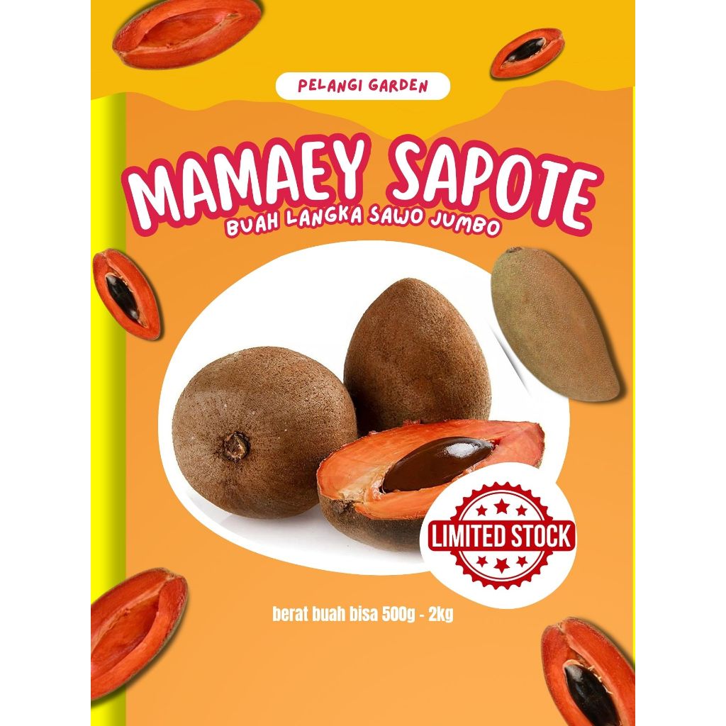

UNTUK KESEHETAN !! Buah Sawo Jumbo Cm 19, Buah Sawo Jumbo Mexico