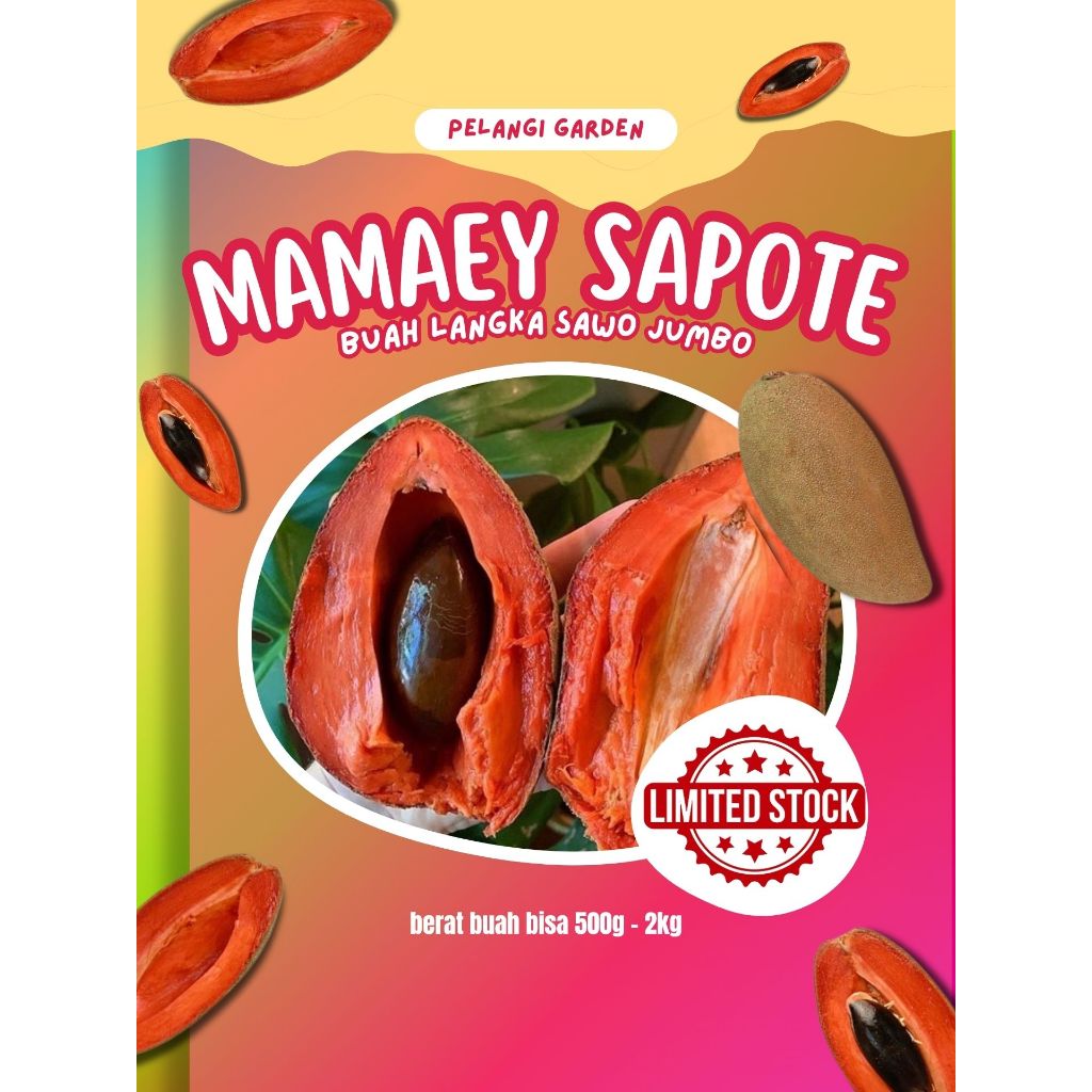 

BUAH UNIK !! Buah Sawo Jumbo Mamey Sapote, Buah Sawo Jumbo Meksiko