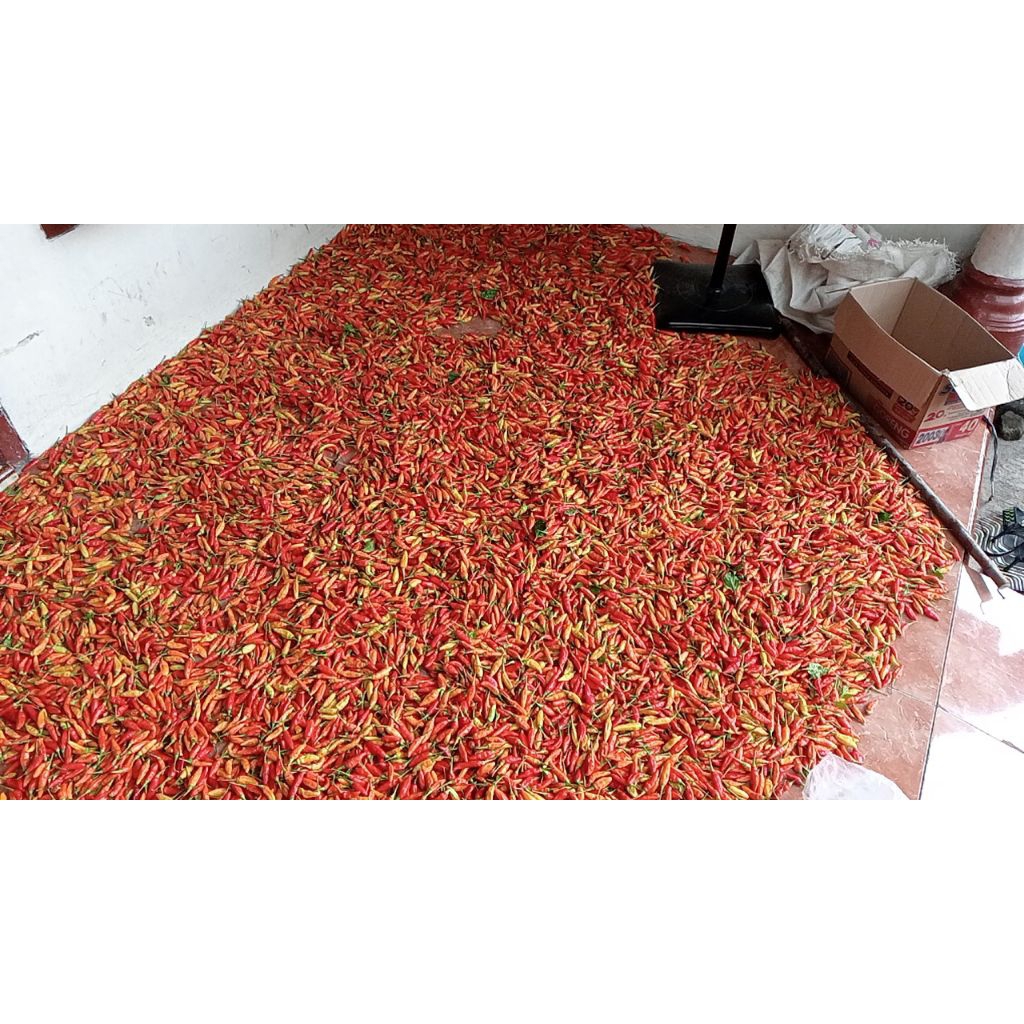 

CABAI MERAH KECIL PEDAS (ORI) 212