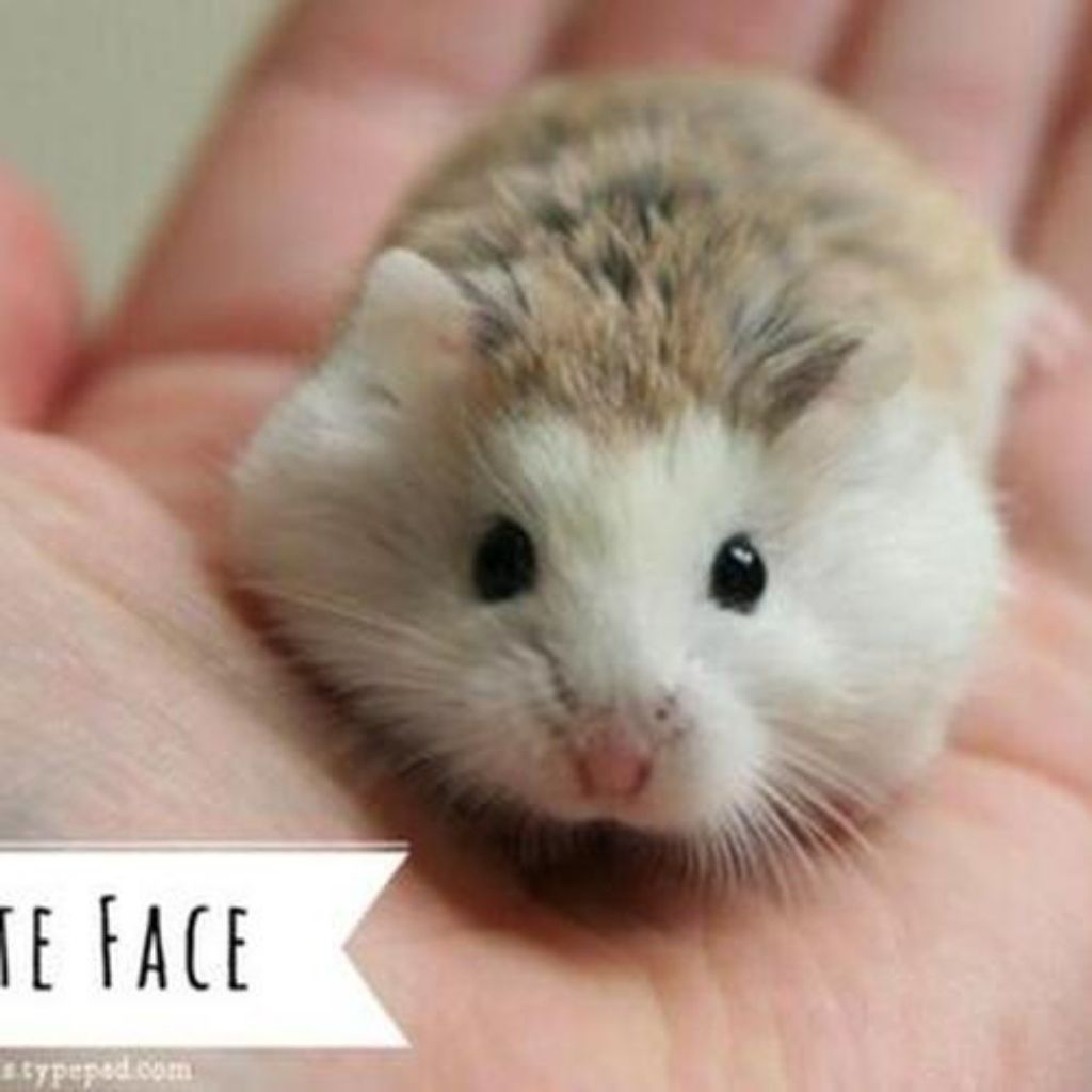 Hamster Roborovski (DEWASA)