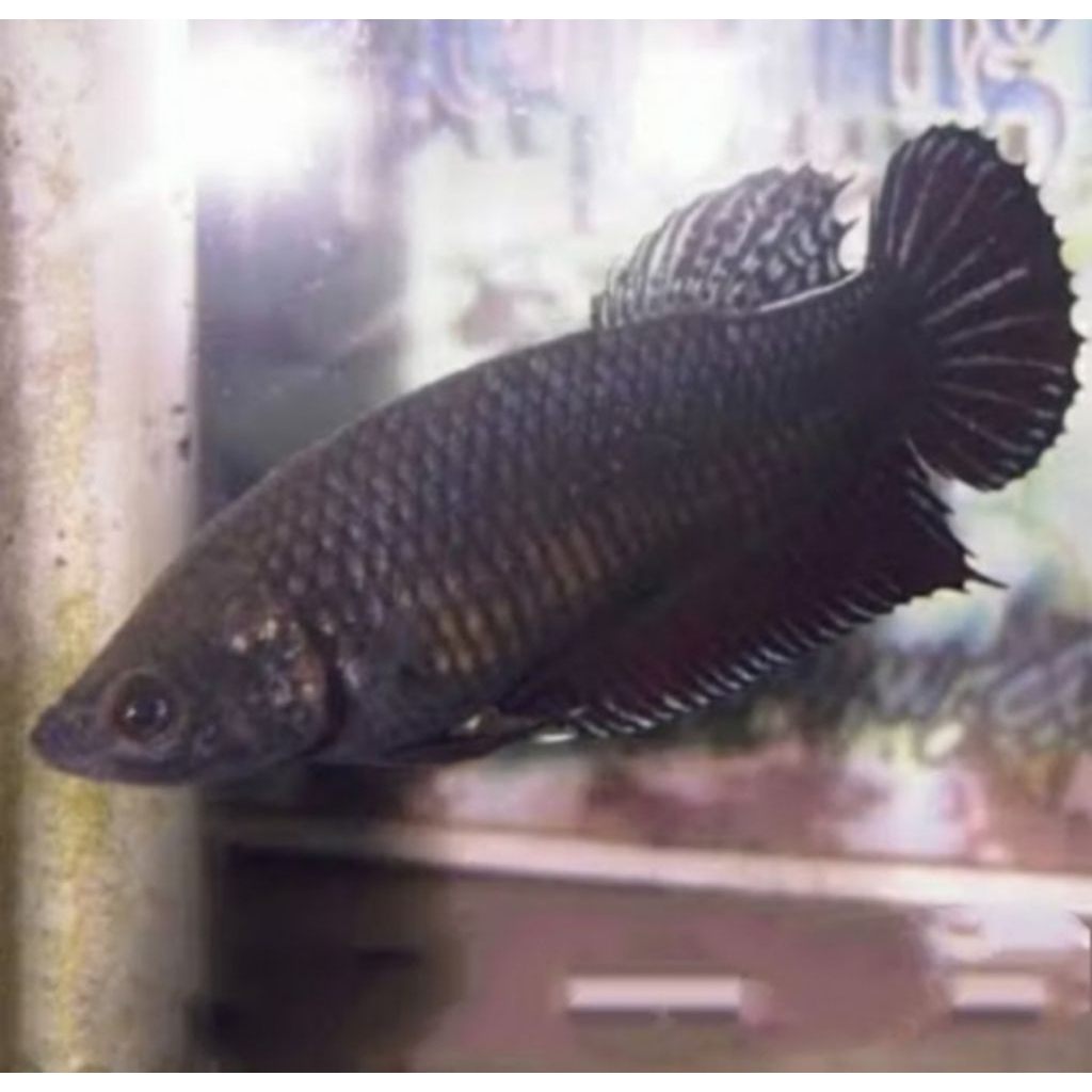 Cupang Aduan Fighter Bethina Import Ipoh Malaysia Top Champion