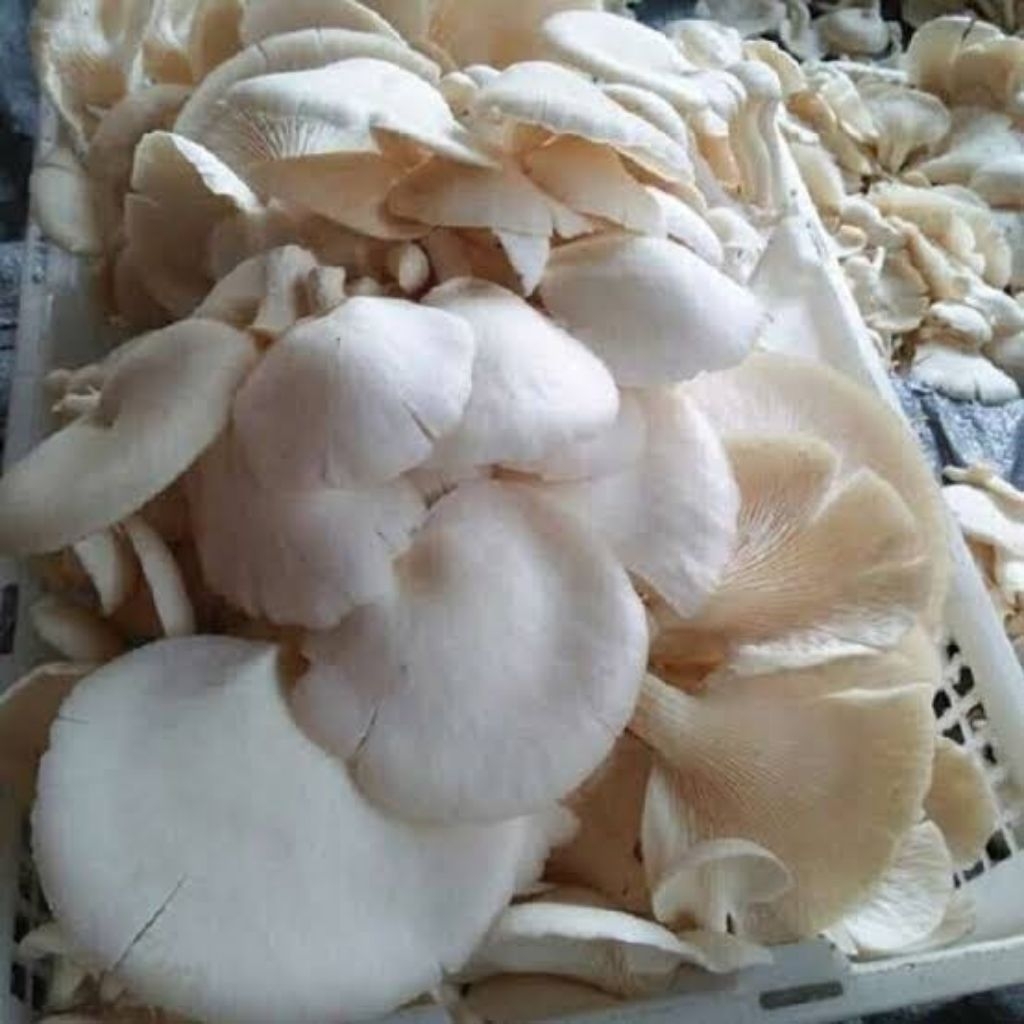 

jamur tiram segar fresh 250 gram 500 gram 1 kg