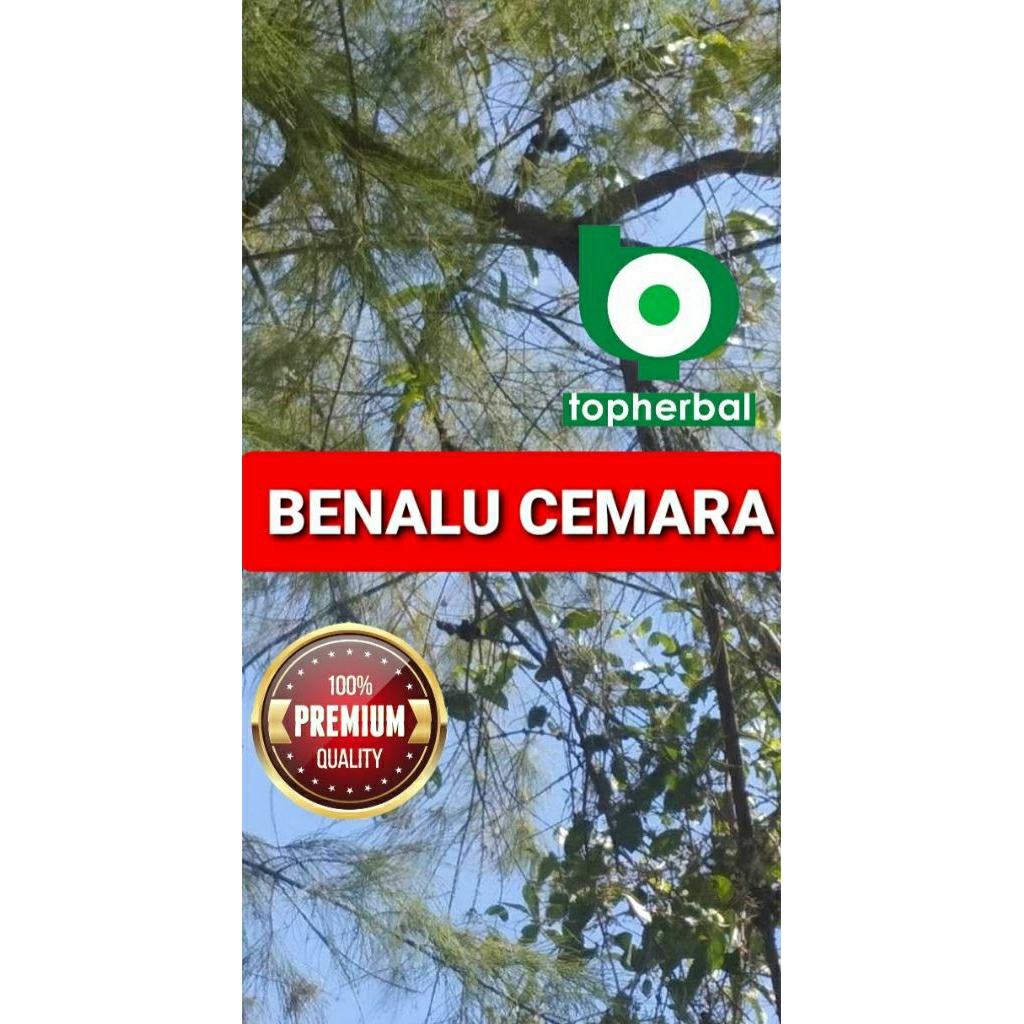 

Daun benalu cemara kering hijau grade A+ 1kg/1000gram