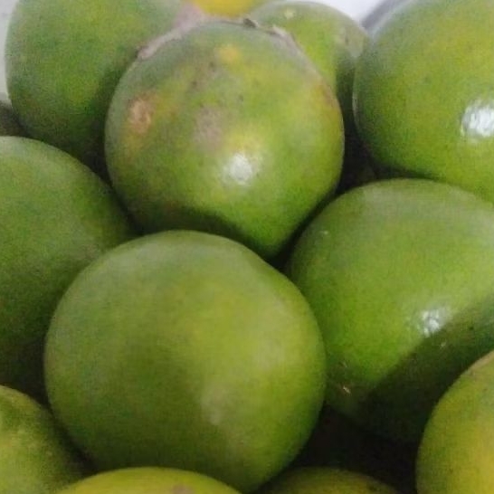 

Jeruk jeruk jeruk orange asli dari garut