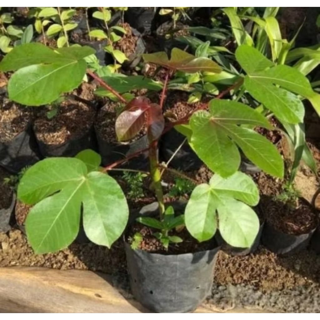 BIBIT TANAMAN JARAK MERAH/JARAK WULUNG