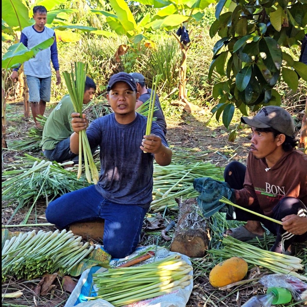 

GROSIR Serai JUMBO Dapur: SEGAR Pilihan Keharuman Alami untuk Setiap Masakan Anda