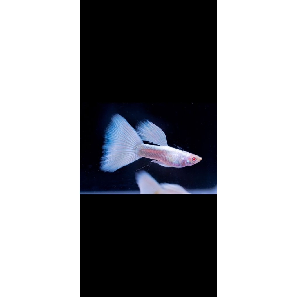 hiasan aquarium guppy albino full platinum indukan