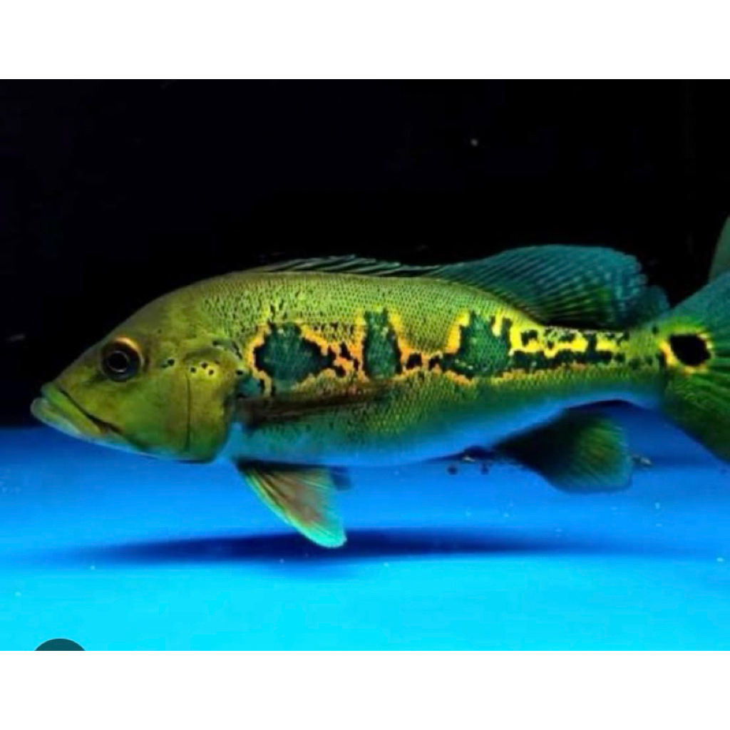 pbass jumbo 20-25 cm