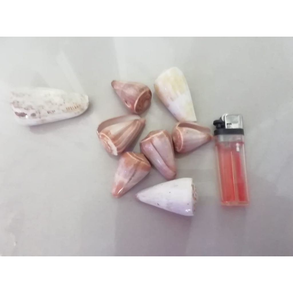 

cangkang kerang conus size +-12gr