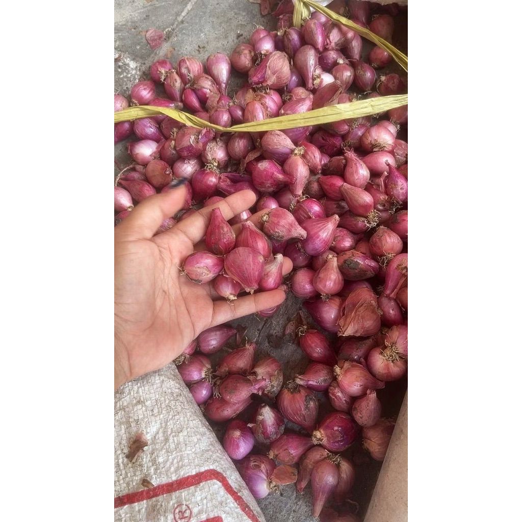 

bawang merah murah besar 250