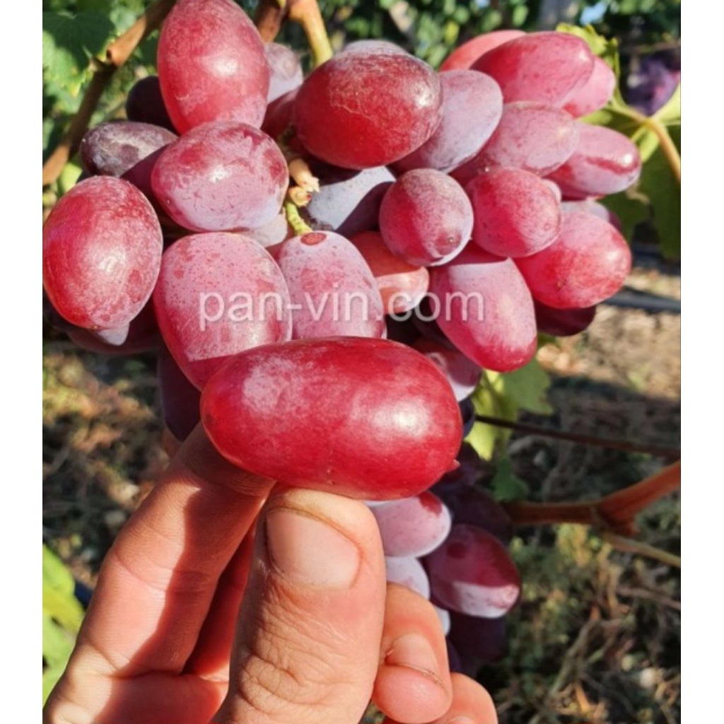 

bibit anggur import varian urum