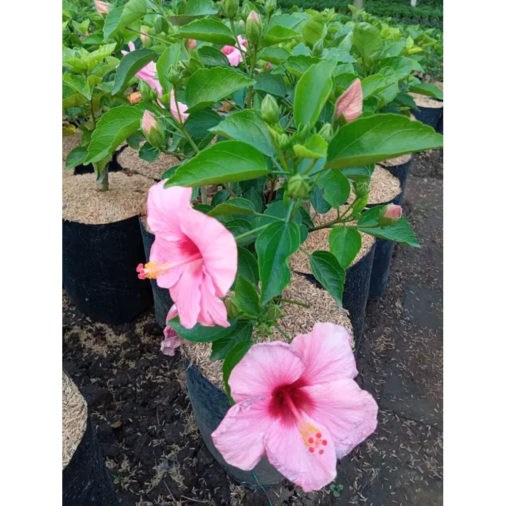 Hibiscus Bunga Sepatu Bangkok, Tanaman Hias Hibiscus Bunga Sepatu Bangkok