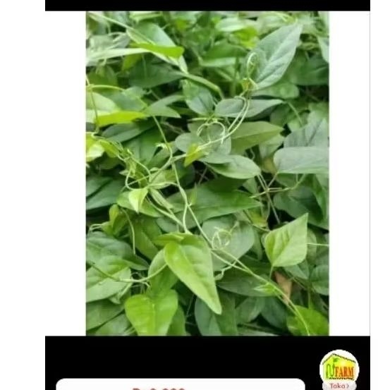 

daun cincau jelly hijau rambat per 100 lembar tanaman herbal keluarga toga