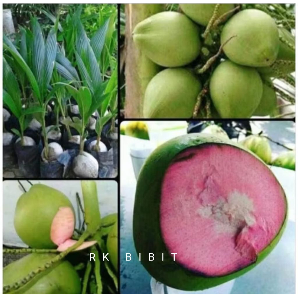 Bibit kelapa wulung/kelapa hijau wulung/kelapa hijau asli 100%