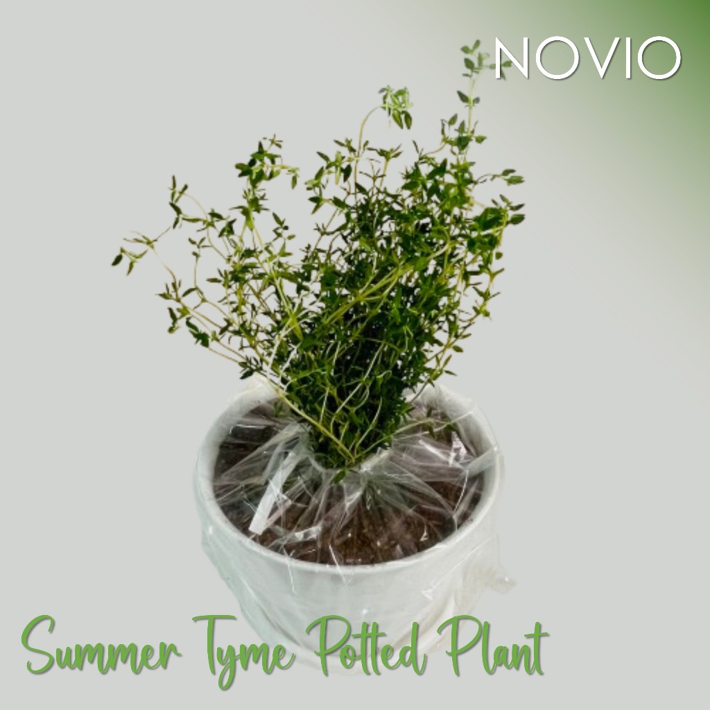 Tanaman summer thyme / pohon summer thyme / tanaman summer thyme fresh / summer thyme