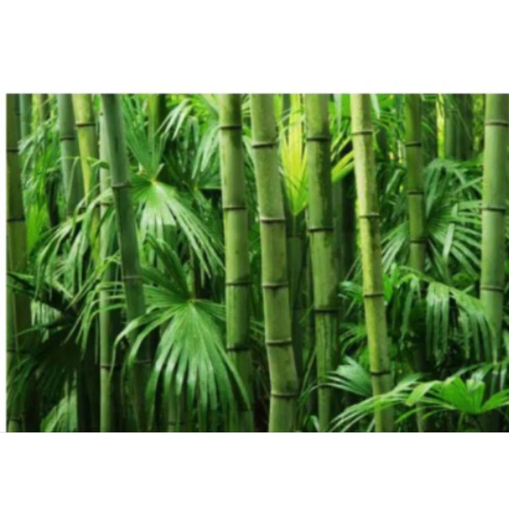 

daun bambu segar / per 1 pcs