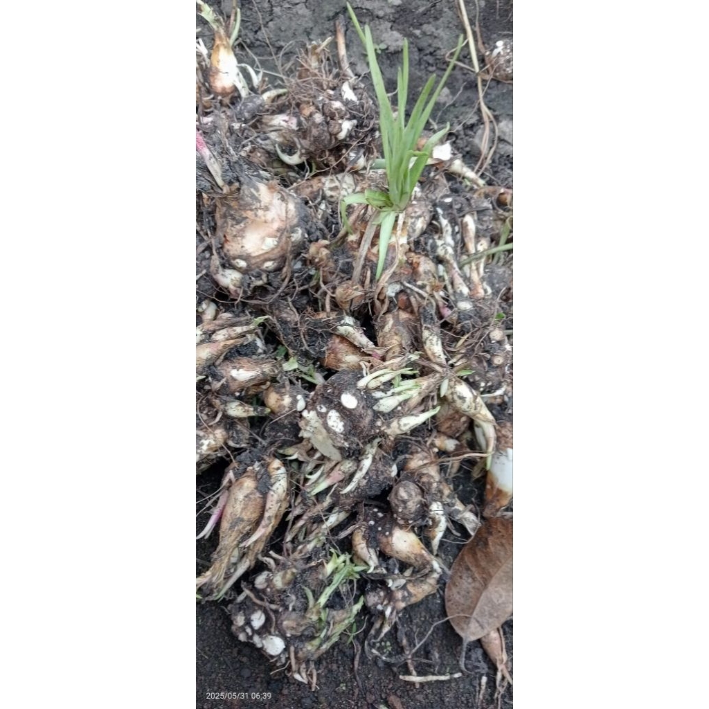 bibit bunga sedap malam /biji