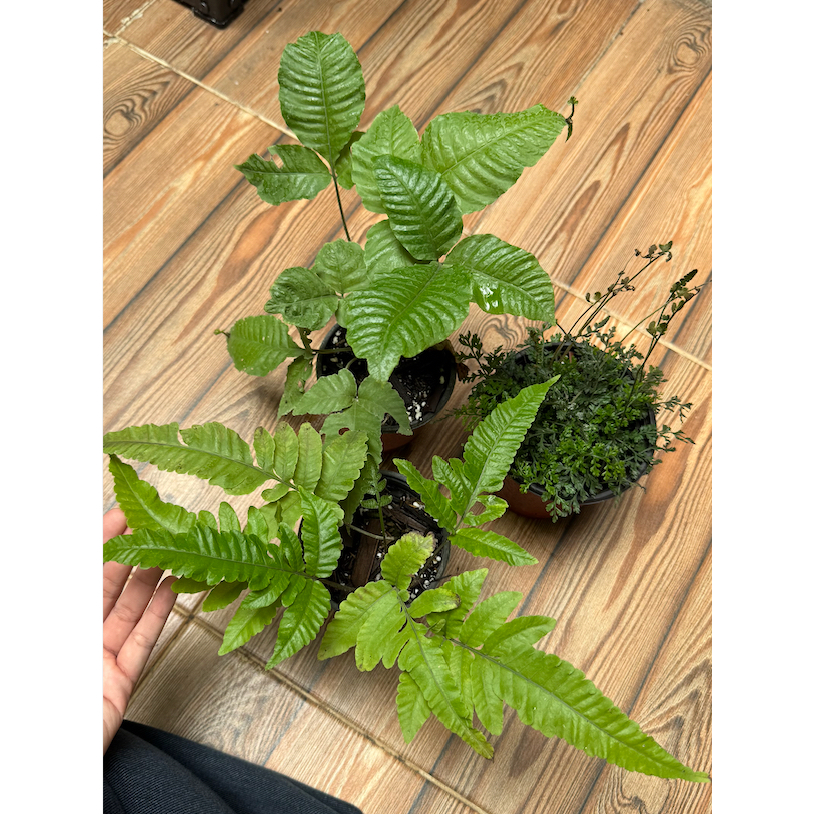 Paket Fern Bolbitis sp. / Tanaman Pakis Bolbitis heteroclita + B. repanda + B. heteroclita difformis