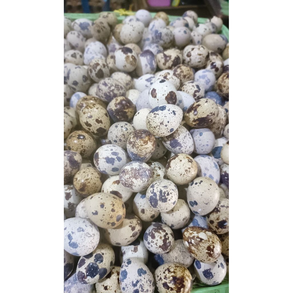 

telur puyuh isi 10 biji