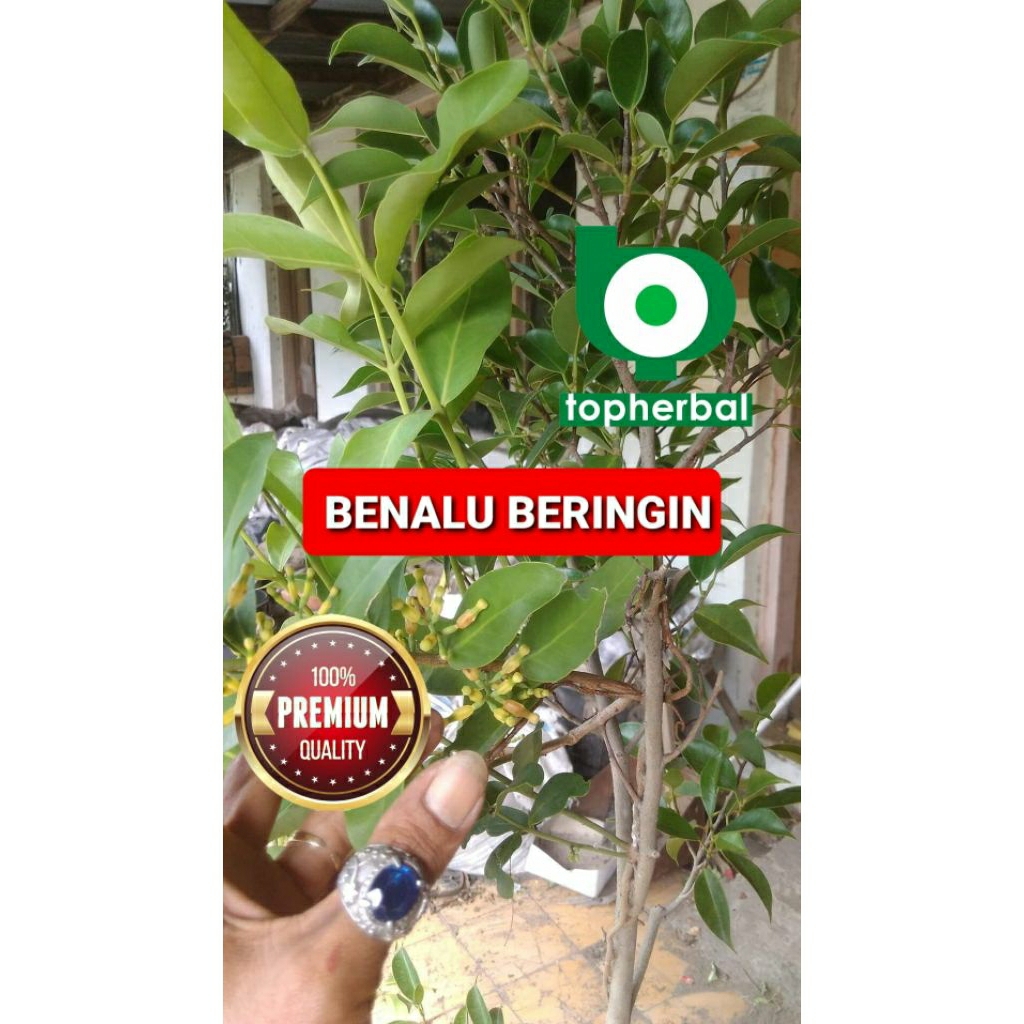 

Daun benalu beringin kering hijau grade A+ 1kg/1000gram