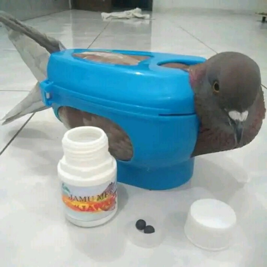 JAWARA Jamu Merpati Giring Keras