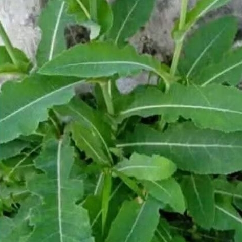 

Daun Tempuyung segar 200gram
