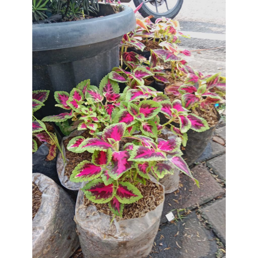 POHON DAUN MIANA MERAH