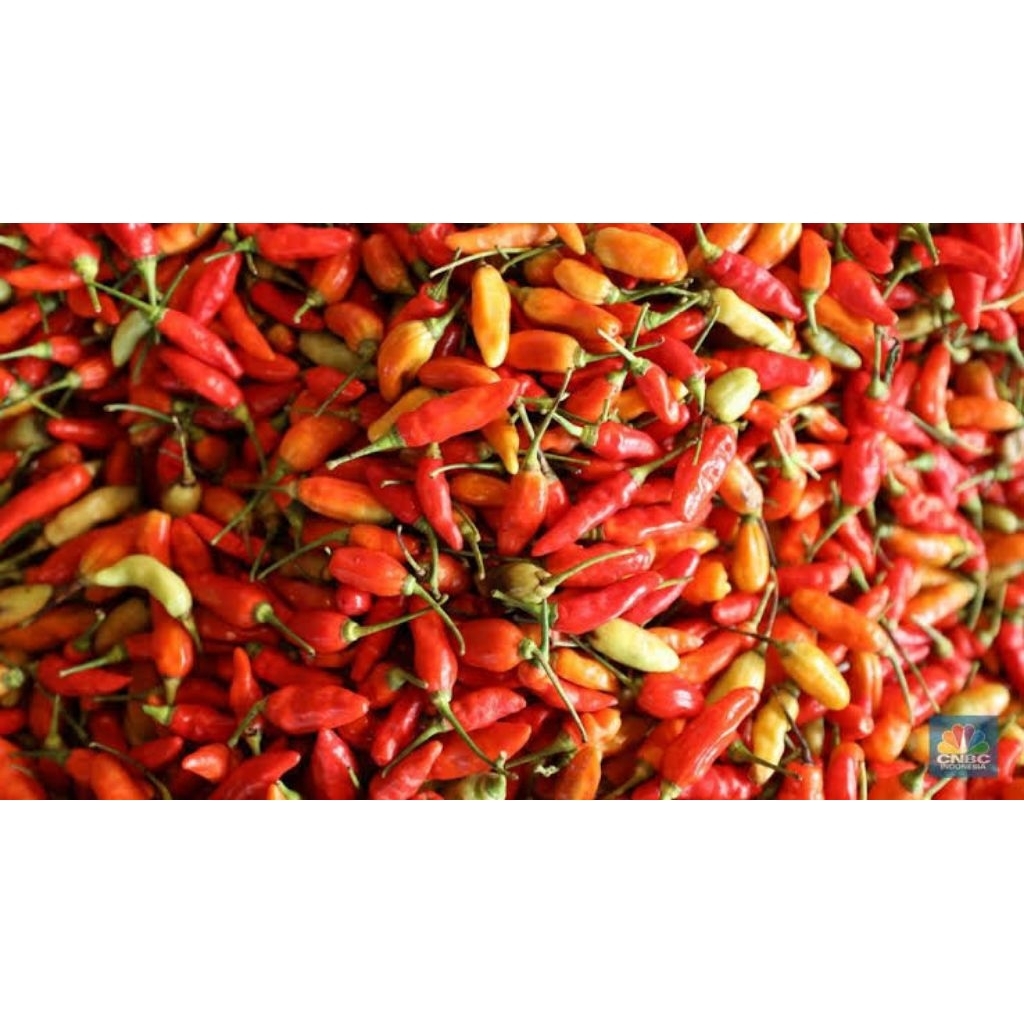

Cabe rawit merah/mercon 100gram