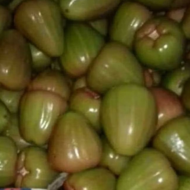 

JAMBU AIR HIJAU JAWA ASLI MANIS
