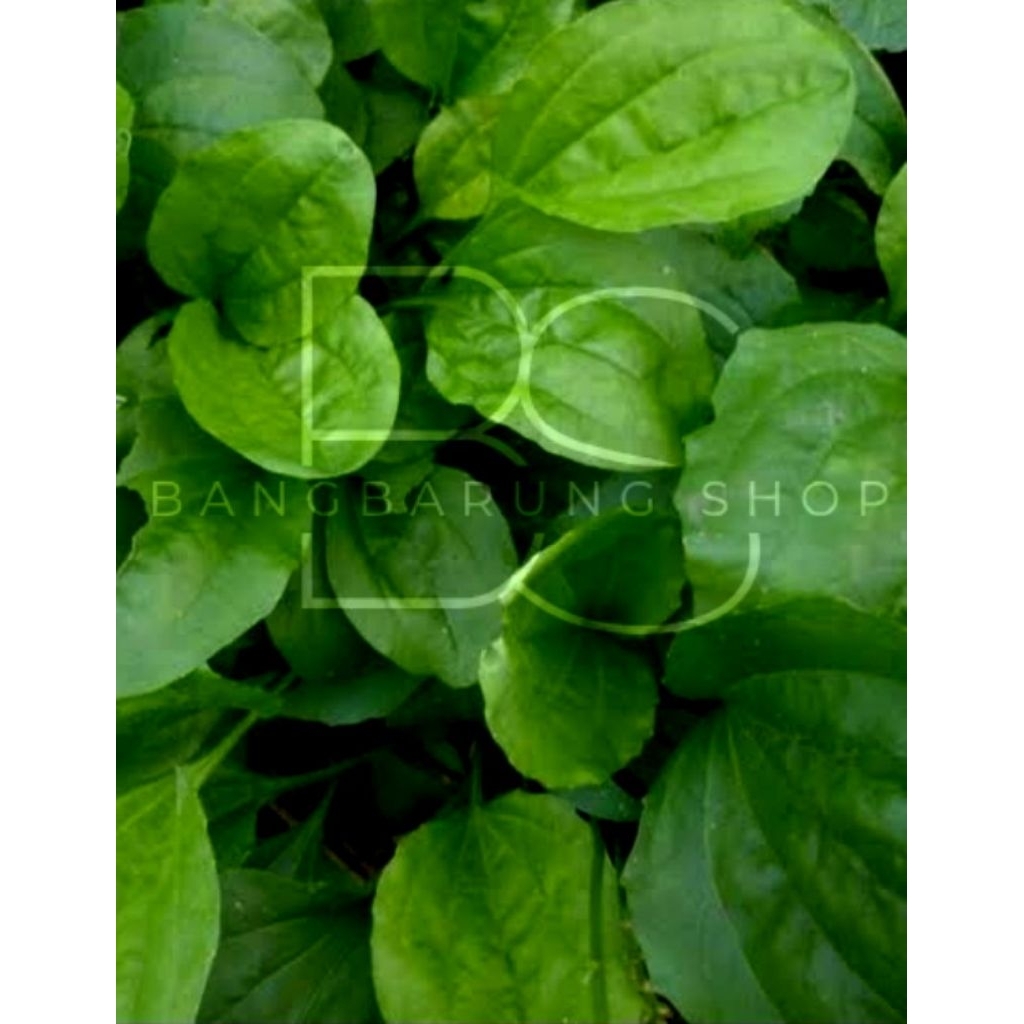 

Daun Ki Urat Segar 250 gram – Herbal Tradisional Asli – Untuk Asam Urat & Radang