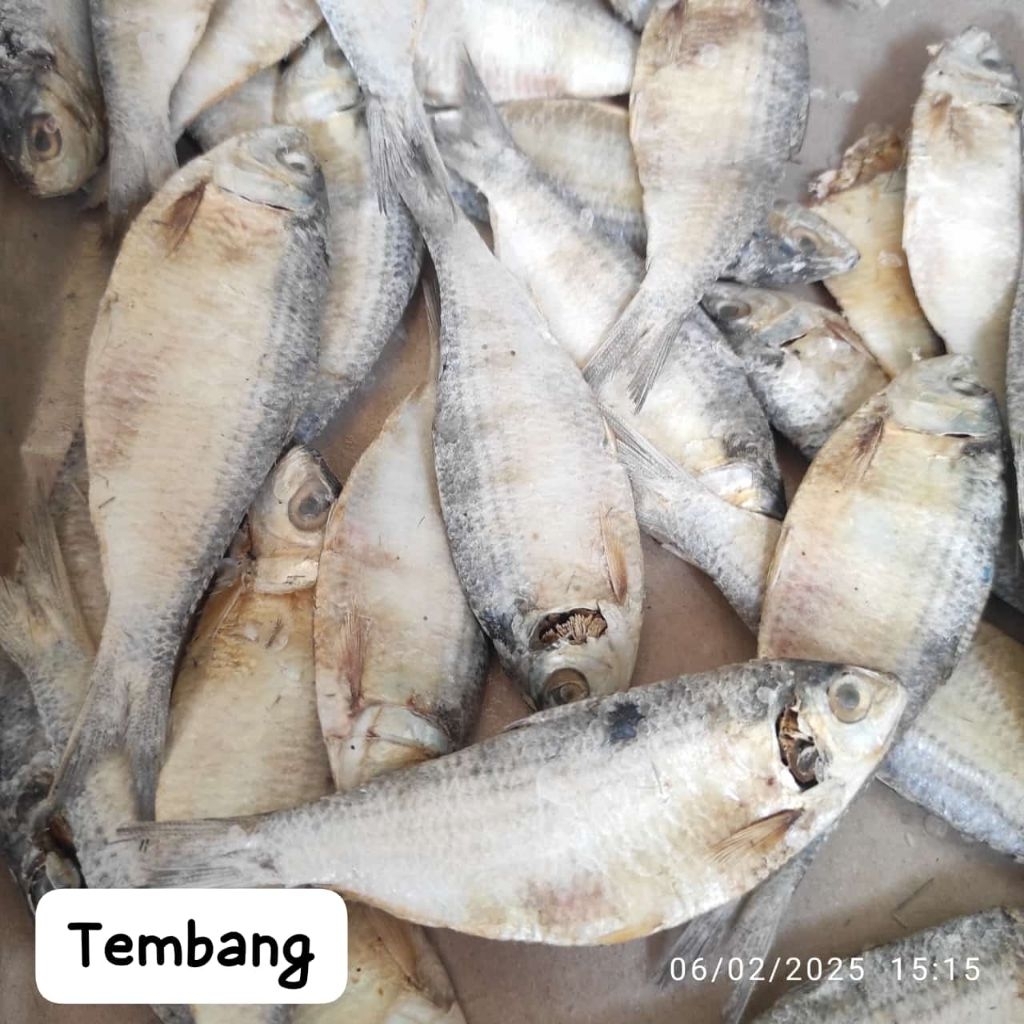 

Ikan Tembang Asin Kering 100gr dan 250gr – Daging Lembut, Gurih, Siap Goreng | Tahan Lama & Premium