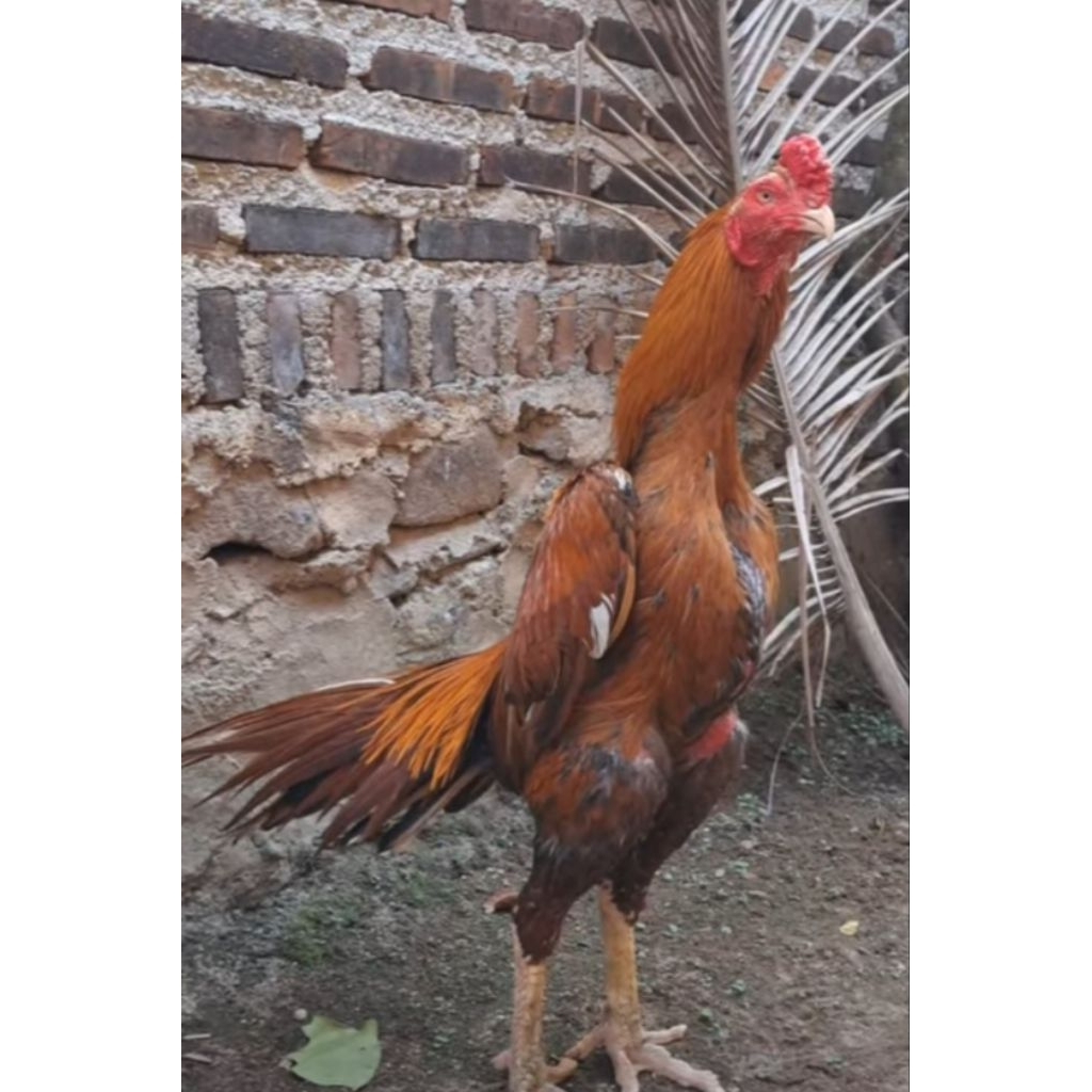 Telur Ayam Bangkok Ekor Lidi Fertil Original
