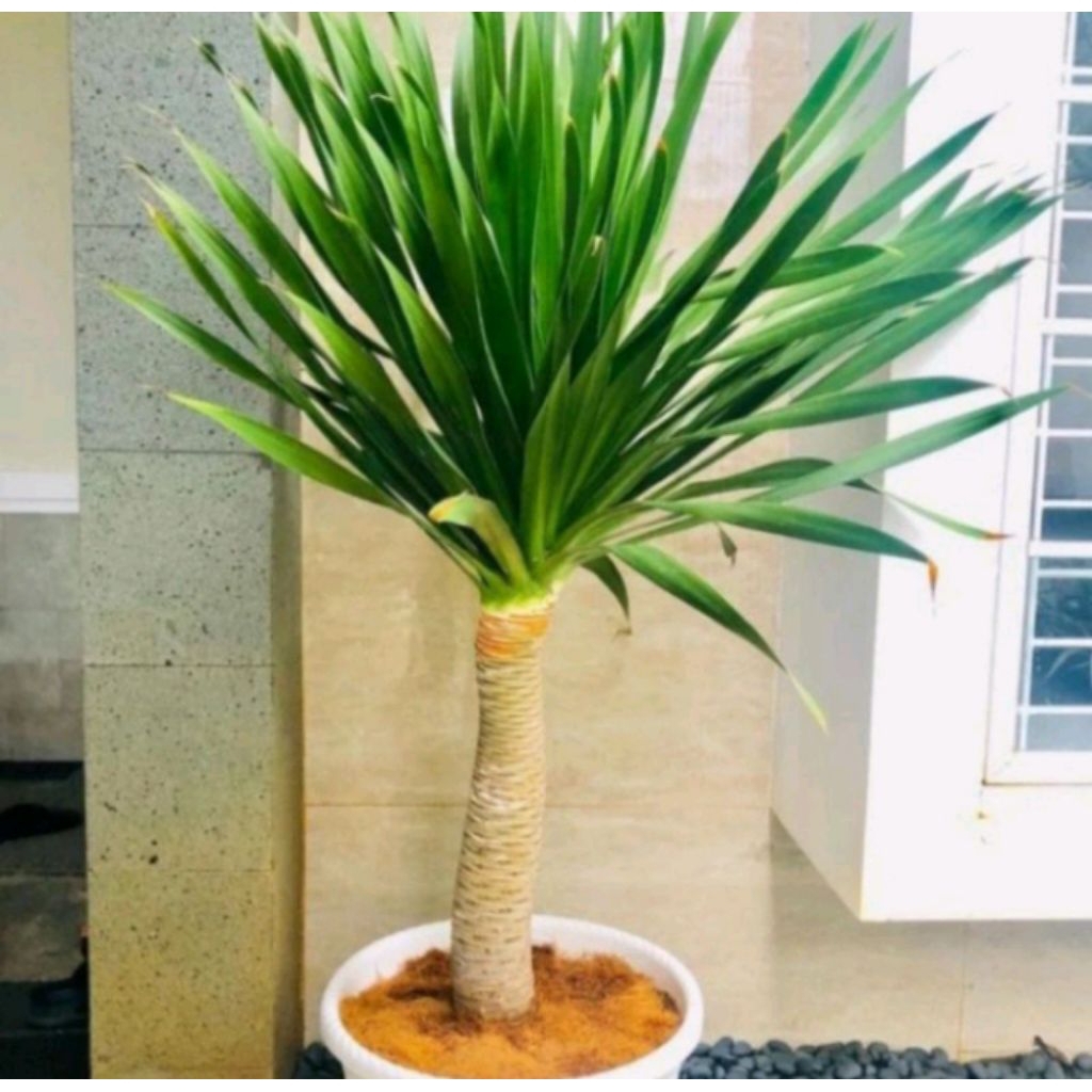 TERMURAH  Tanaman Hias Pandan Bali - Bibit Pandan Bali Daun Rimbun - Pandan Bali Jumbo
