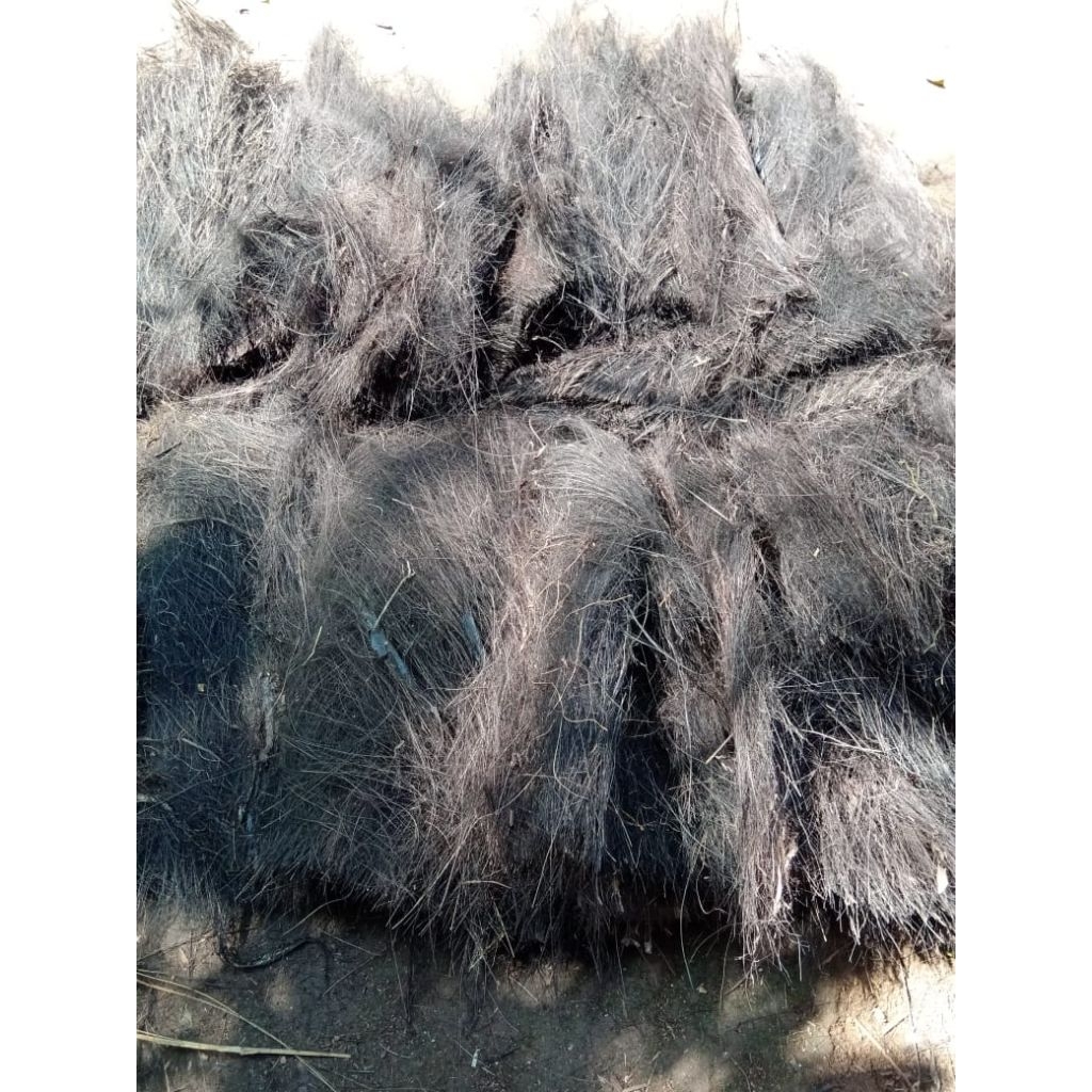 injuk asalan utuh kering 1 kg,bisa untuk sapu atap rumah dan pemijahan ikan