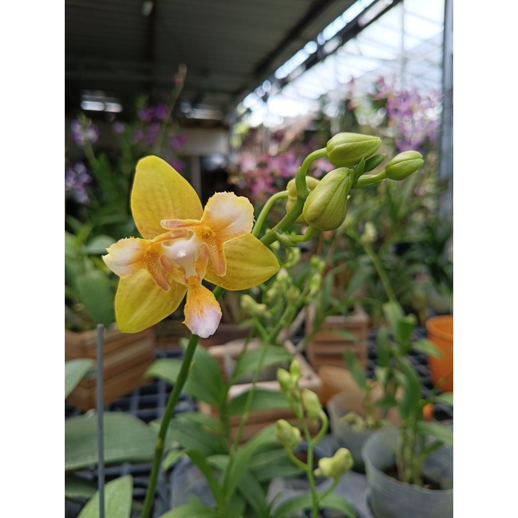 anggrek bulan 3 lips koleksi