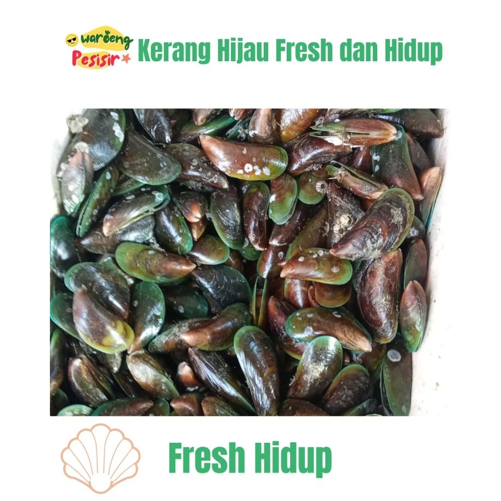 

KERANG IJO/HIJAU HIDUP FRESH – DIJUAL PER KILOGRAM