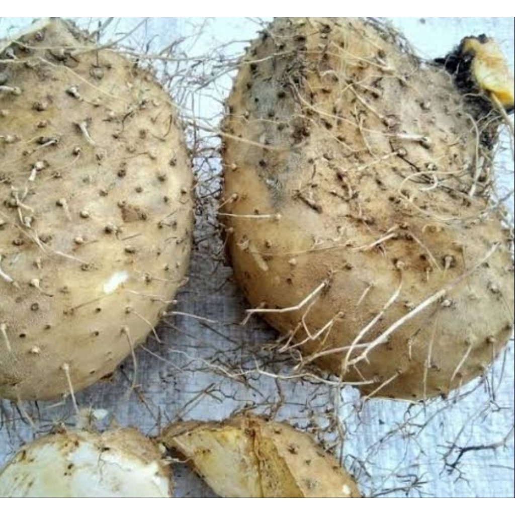 

Jual umbi gadung segar organik per 2 kilo gram