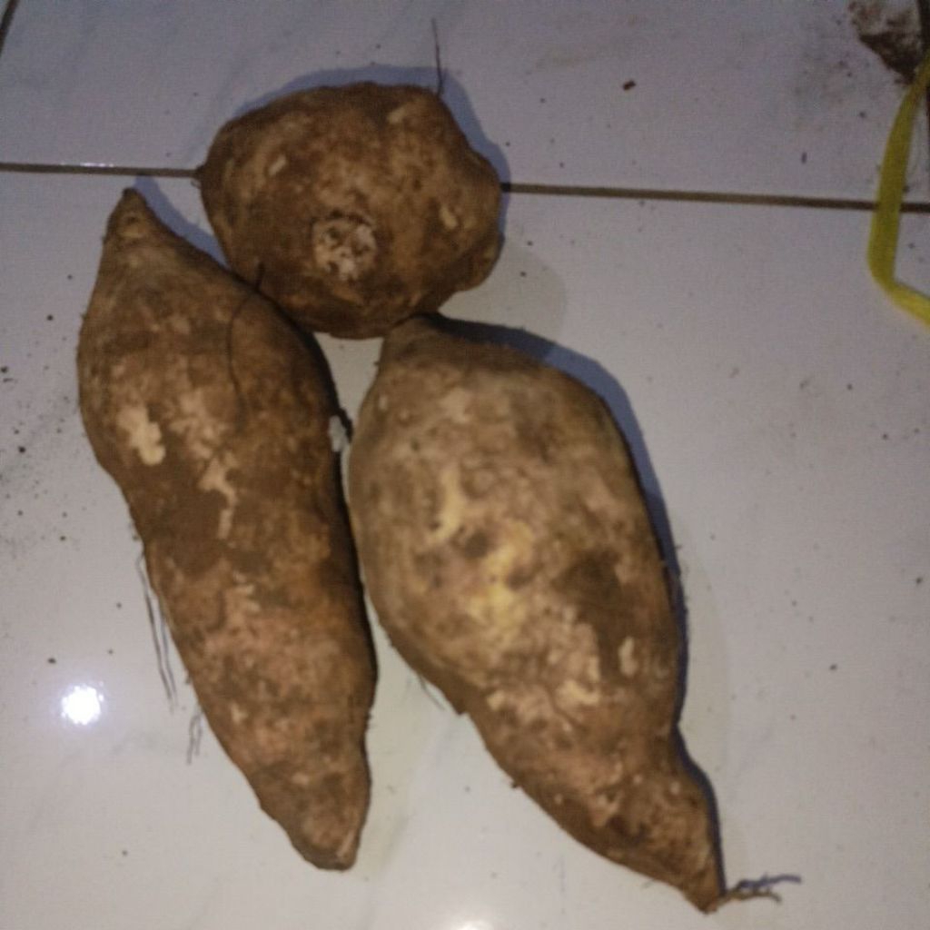 

mantang menes alias ubi 1kg