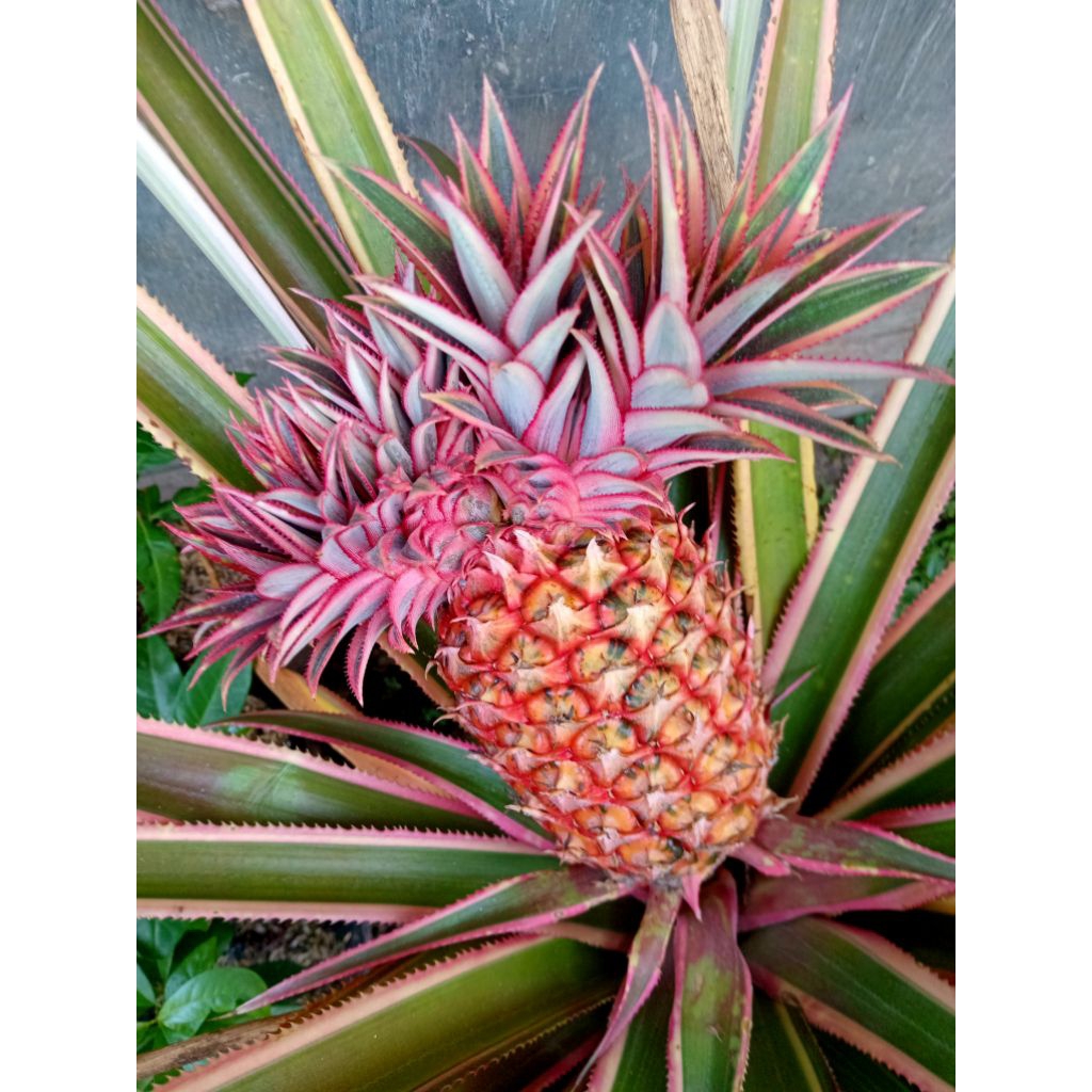 

Nanas pink (Rare)