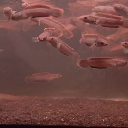 CHANNA LIMBATA CB 5-8CM