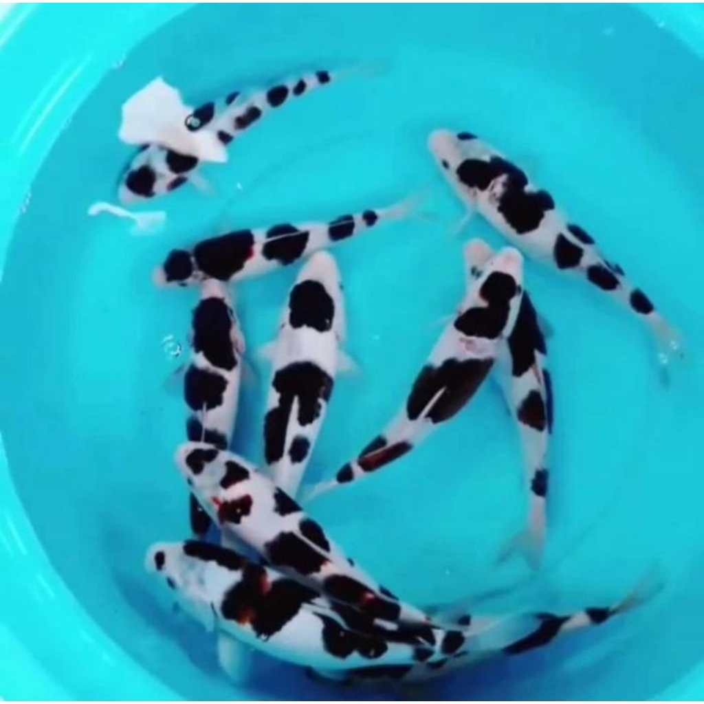 Ikan Koi Budo Goromo Blitar Size +/- 28-33 CM