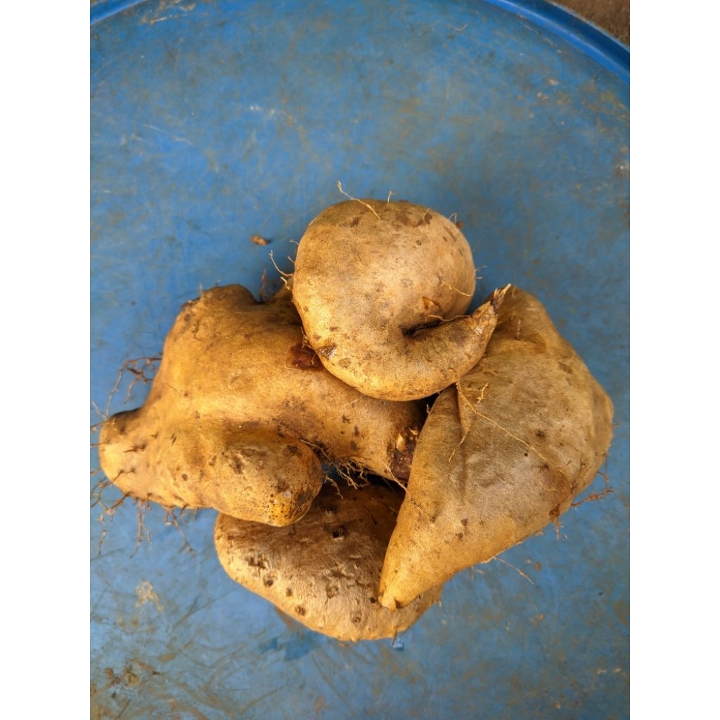 

Gembili Ubi tradisional 500 g