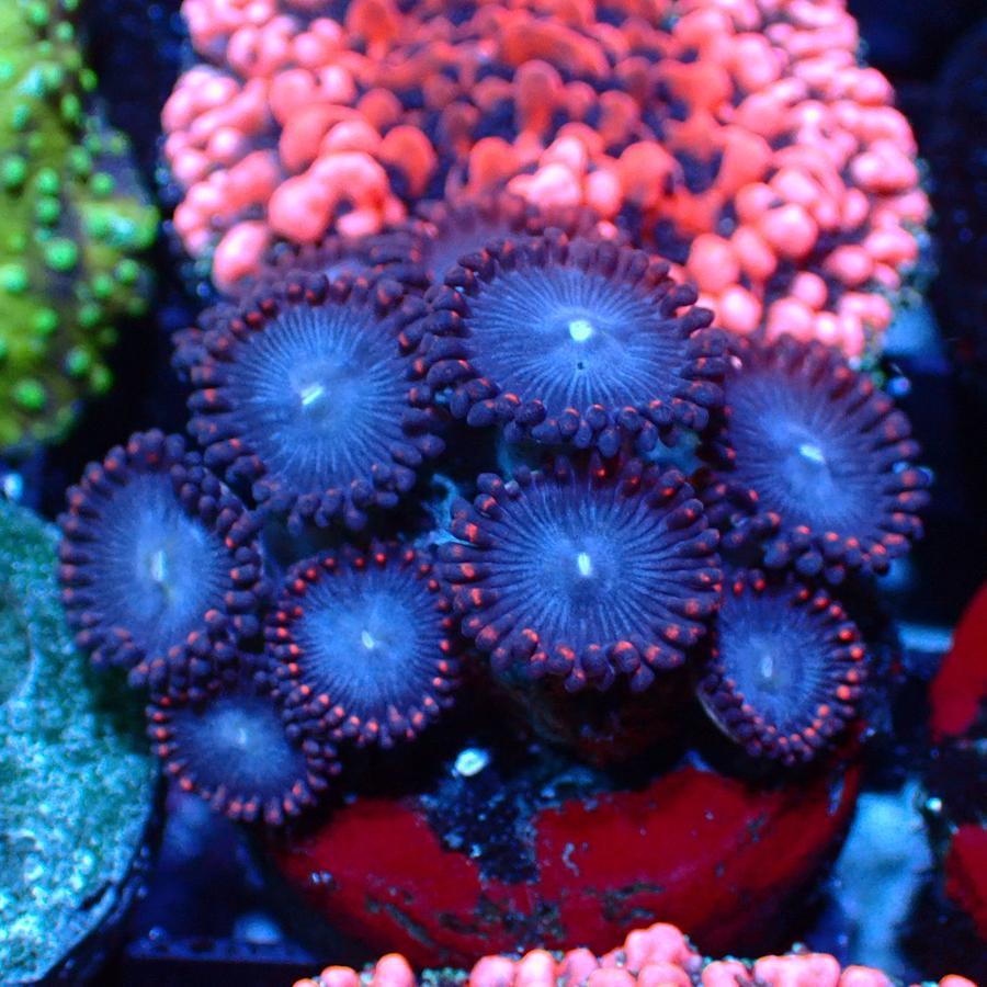 Zoa Red Blue mini koloni Aquarium Laut